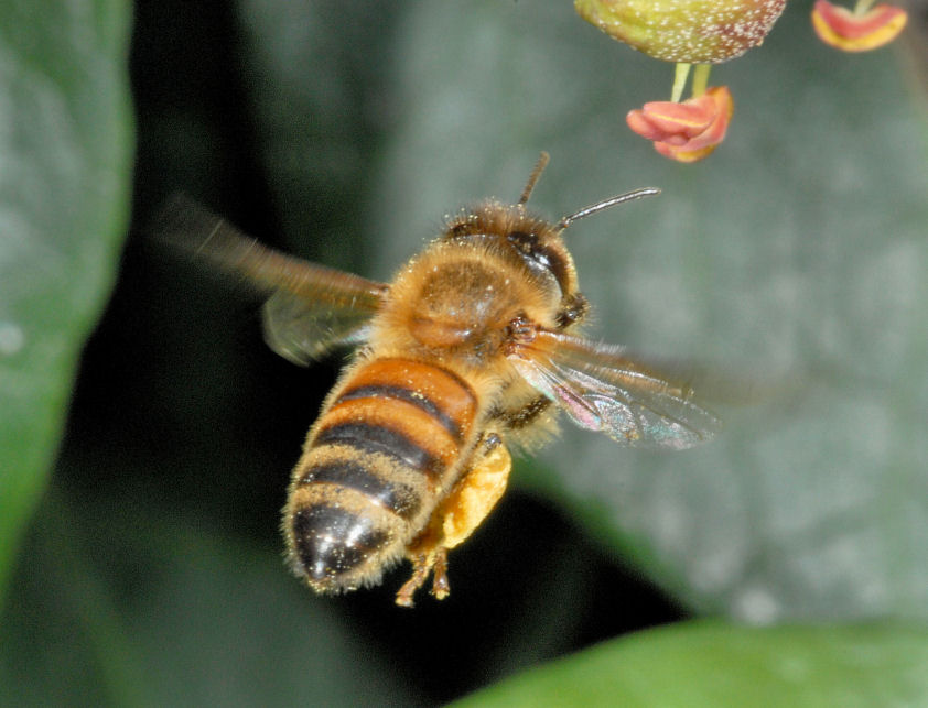 Le mie amiche api, sirfide e mosca